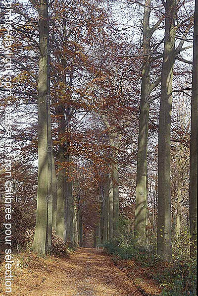 bois en automne